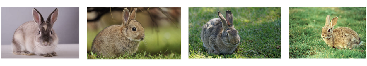 Training Rabbit Images