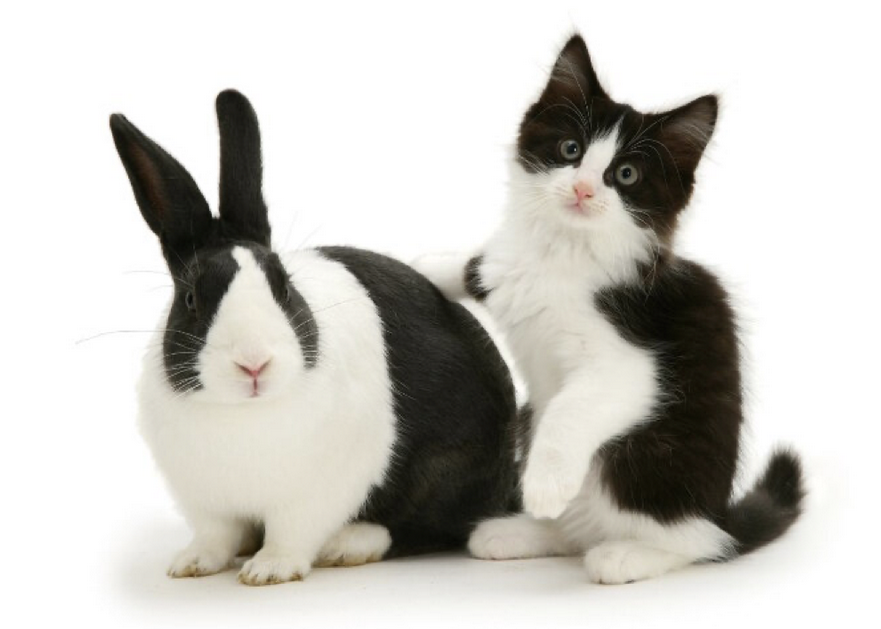 Understanding Deep Learning With Rabbits And Cats