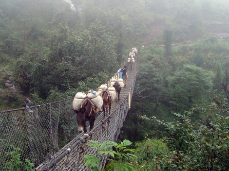 Donkey bridge