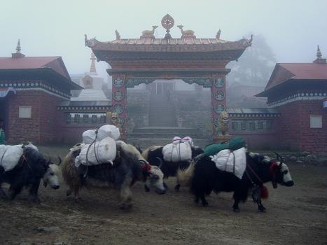 Monastery yaks
