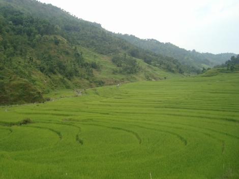 Rice field