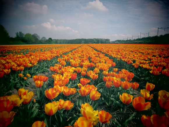 Tulip fields in Holland